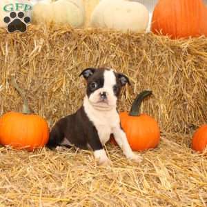 Jeremy, Boston Terrier Puppy
